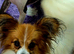 KC Registered Papillon's