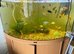 For sale my tropical fish tank with all the fish