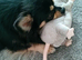 Stud long haired Chihuahua