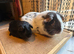 Paired Boars