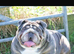 I have 2 beautiful English bull dogs left one boy one girl both kc registered