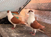Afghan pigeons