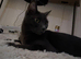 Needs Rehoming Tonight  - Twinkle