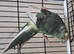 Kakariki hen