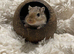 4 gerbils 2 male and 2 females