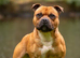 Kc blue/red staffy puppy’s