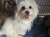 Maltese boy pup for sale