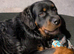Fluffy Rottweiler pure breed