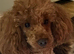 DNA health tested stunning KC reg Miniature Poodles