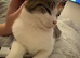 1 y/on male cat