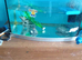 5month old axolotl