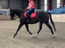 17hh 10yo Gentle Thoroughbred