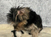 Yorkie x Maltese