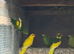 Kakariki for sale