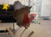 Galah cockatoo the friendly talking parrot
