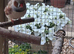 Zebra Finches