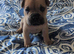 French pei 8 weeks old Puppy's for sale