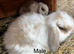 Mini lop rabbits for sale