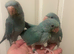 Stunning Varioue Hand Reared Baby Indian Ringnecks
