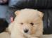 4 beautifull pomeranian baby's