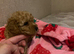 Toy poodle puppies