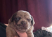 Pug cross