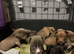Staff cross micro pocket bully pups