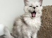 Tica registered maine coon kittens