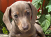 Last of litter miniature dachshund boy
