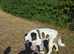 St Bernard