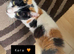 Female Calico cat