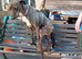 Lovely  full lurcher puppies