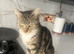 Beautiful & Loving Cat Looking for a Forever Home
