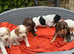 Working Coker spaniel puppies