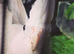 Jevineile female cockatiel
