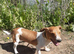 Male Jack Russell