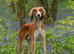 Male saluki