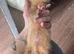 Ferret kits ready 5th July