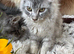 OUTSTANDING MAINE COON KITTENS