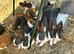 Beautiful Baby Blue Dutch Bunnies Mixed Litter