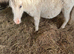 Palomino Shetland filly foal