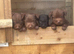 Patterdale terrier pups
