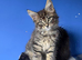 7 kittens - 4 left (2 boys, 2 girls)