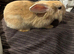 Female Rabbit For Sale
