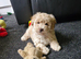 BEAUTIFUL TINY MALTIPOO GIRL
