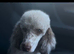 Cavapoo boys and girls