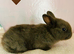 Choc mini lop mix