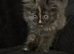 Perdoll kittens ready now