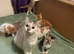 Siamese kittens in need of a forever home