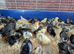 2 week old chicks available